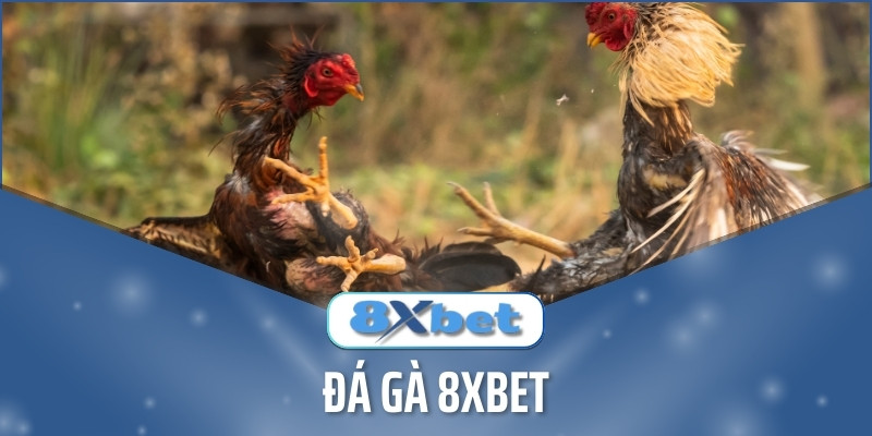 Đá Gà 8xbet siêu kịch tính, cơ hội chiến thắng đến 95%