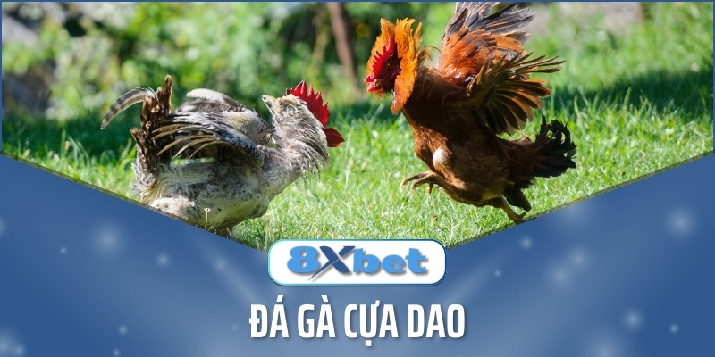 Đá Gà cựa dao - Bí Quyết Đặt Cược Gà cựa dao Luôn Thắng