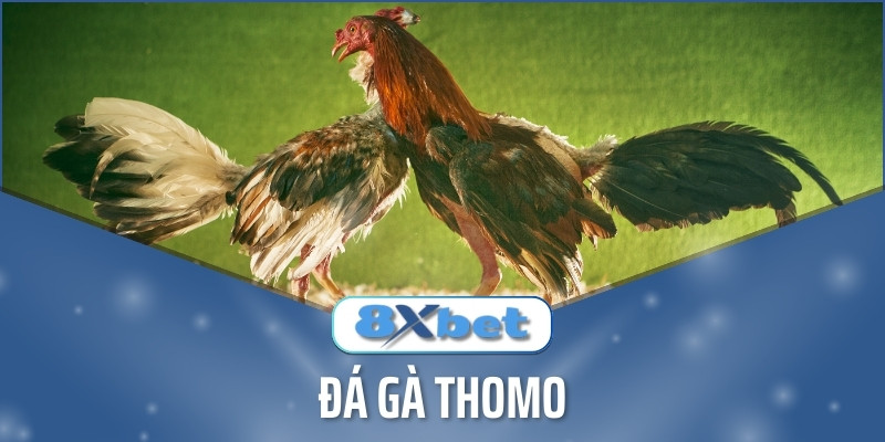 Đá Gà Thomo - Cược Đá Gà Thomo Mới Nhất Hấp Dẫn 8xbet