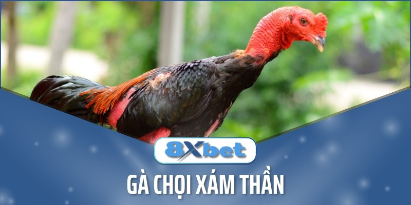 Gà Chọi Xám Thần - Linh Kê Với 21 Trận Đá Bất Bại