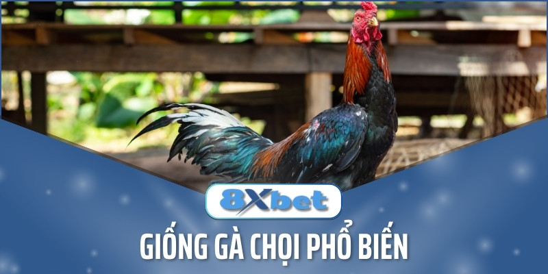 Top Giống Gà Chọi Phổ Biến Thường Thấy Tại Sàn Đá