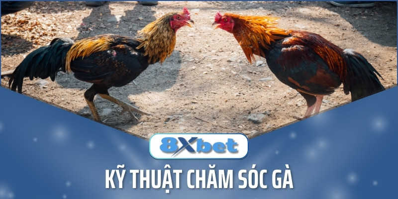 Kỹ thuật chăm sóc gà để trở thành chiến kê dũng mãnh